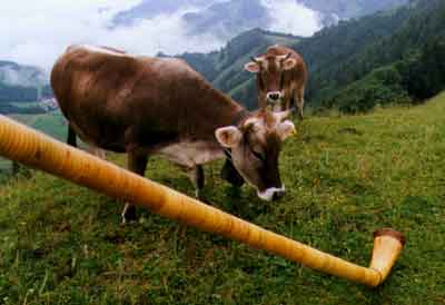 Swiss Cows Express Admiration for the Alphorn